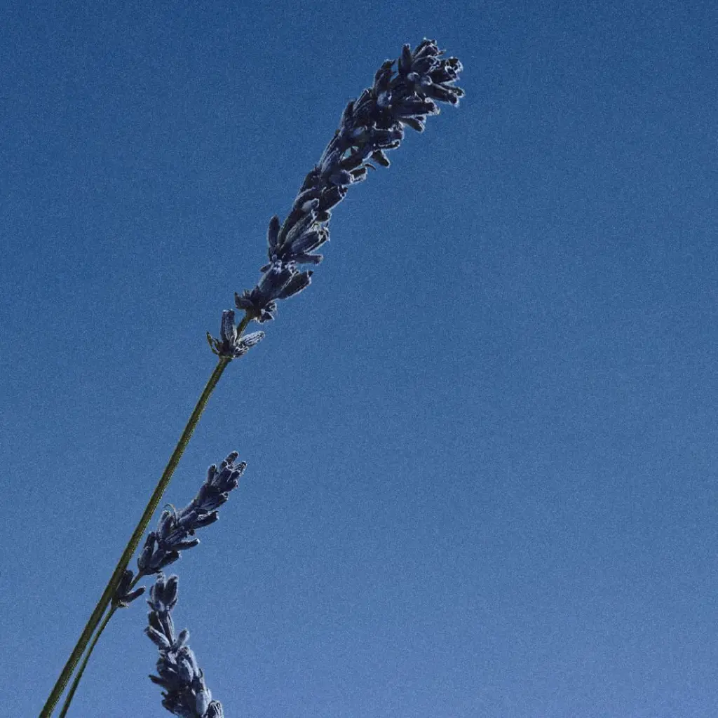 3760246989527_ 5.webp